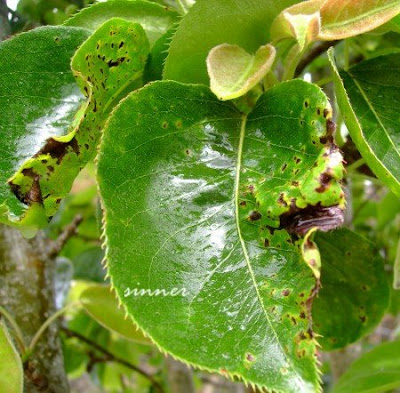 Apple Tree Leaf Curl