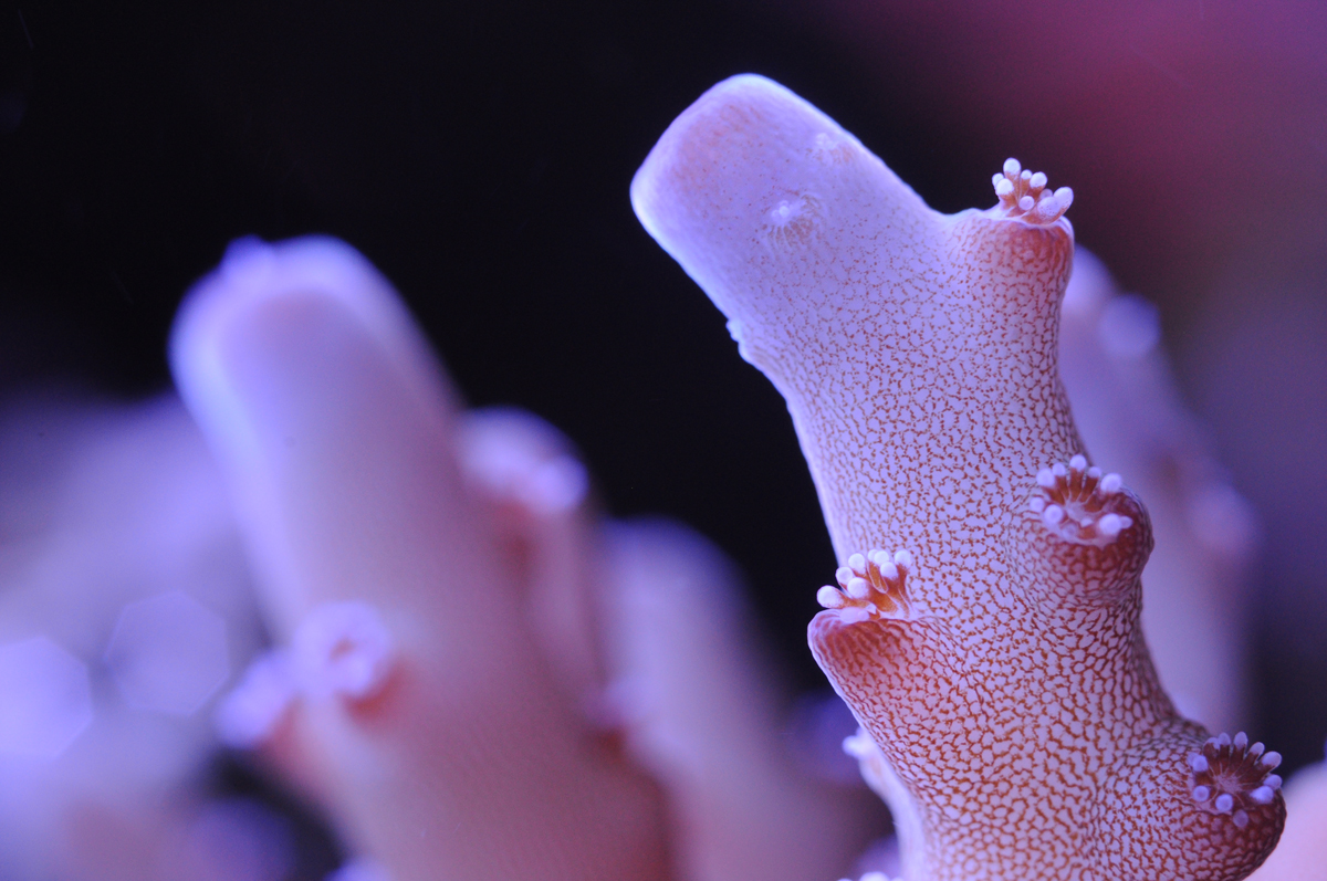 Candy Cane Coral Growth Rate