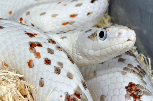 Candy Cane Corn Snake Prices