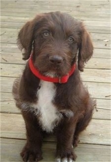 Chocolate Labradoodle Puppies For Sale Florida