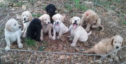 Chocolate Labradoodle Puppies For Sale Florida