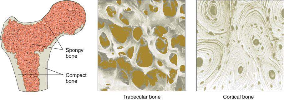 Compact Bone Tissue Function And Location