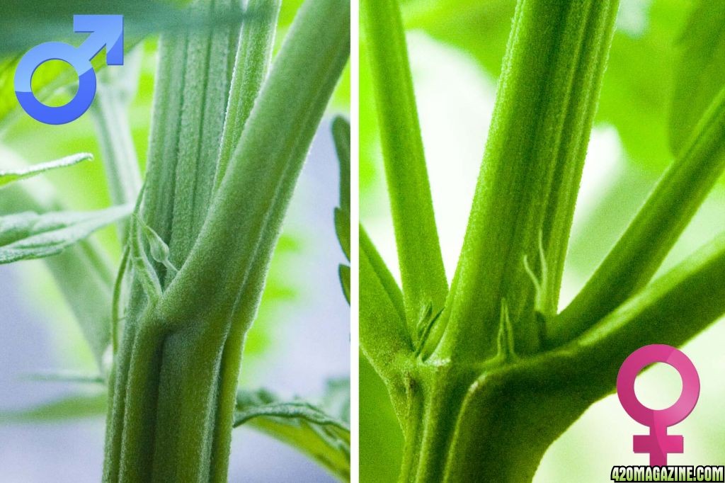 Female Vs. Male Cannabis Seeds