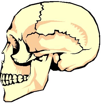 Fixed Joints Skull