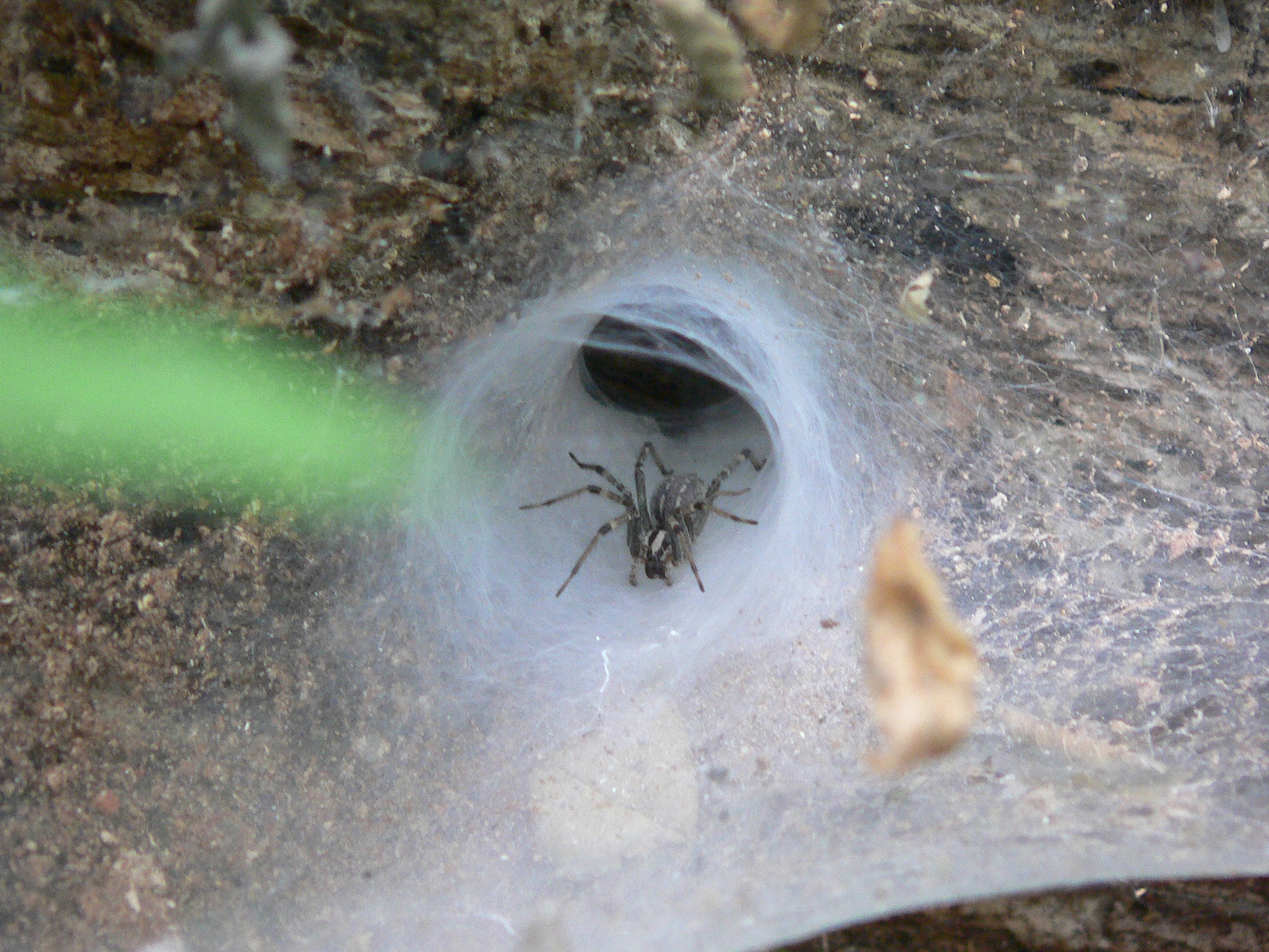 Funnel Web Spider Bites Pictures