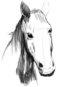 How To Draw A Horse Step By Step With Pictures