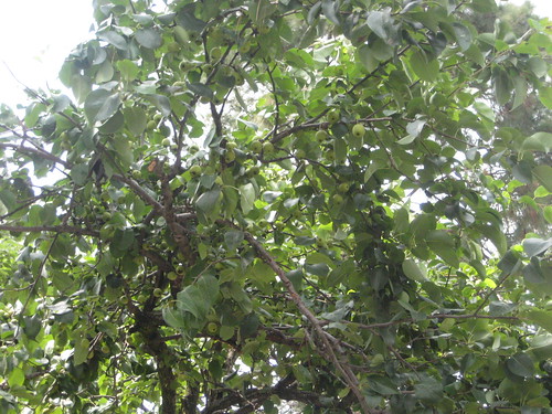 Kashmir Apple Tree Images