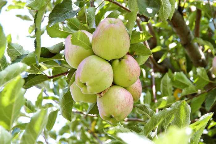 Kashmir Apple Tree Images