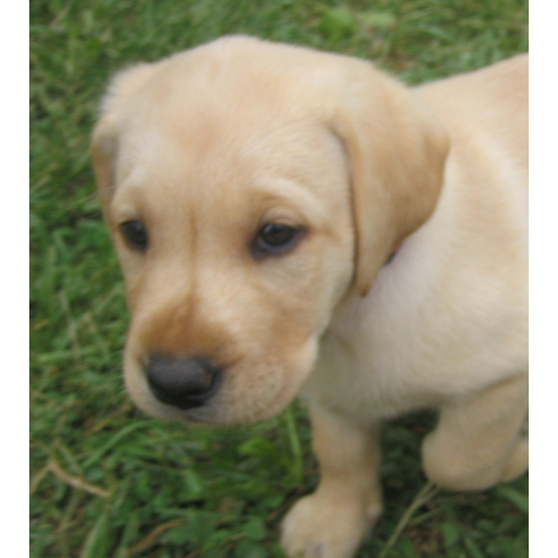 Labrador Retriever Dogs For Sale