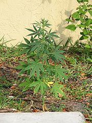 Male Cannabis Plant Pictures