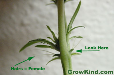 Male Cannabis Plant Pictures