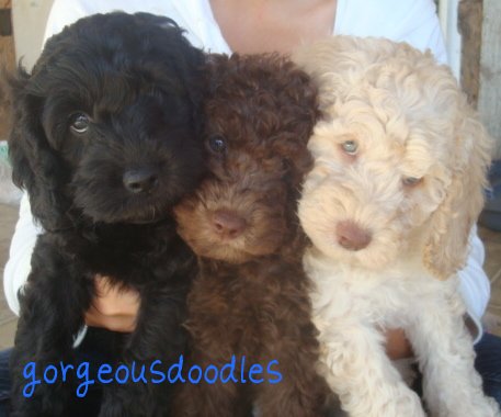 Mini Labradoodle Puppies For Sale In Wisconsin