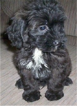 Mini Labradoodle Puppies For Sale In Wisconsin