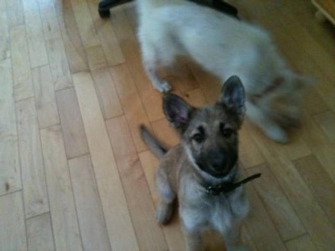 Puppies For Sale In London Ontario Area