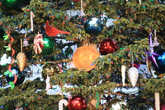 Sacramento Capitol Christmas Tree 2012