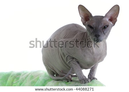 Sphynx Cat Egyptian