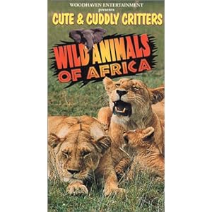 Wild Animals In Africa Videos